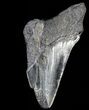 Partial, Serrated, Fossil Megalodon Tooth #52989-1